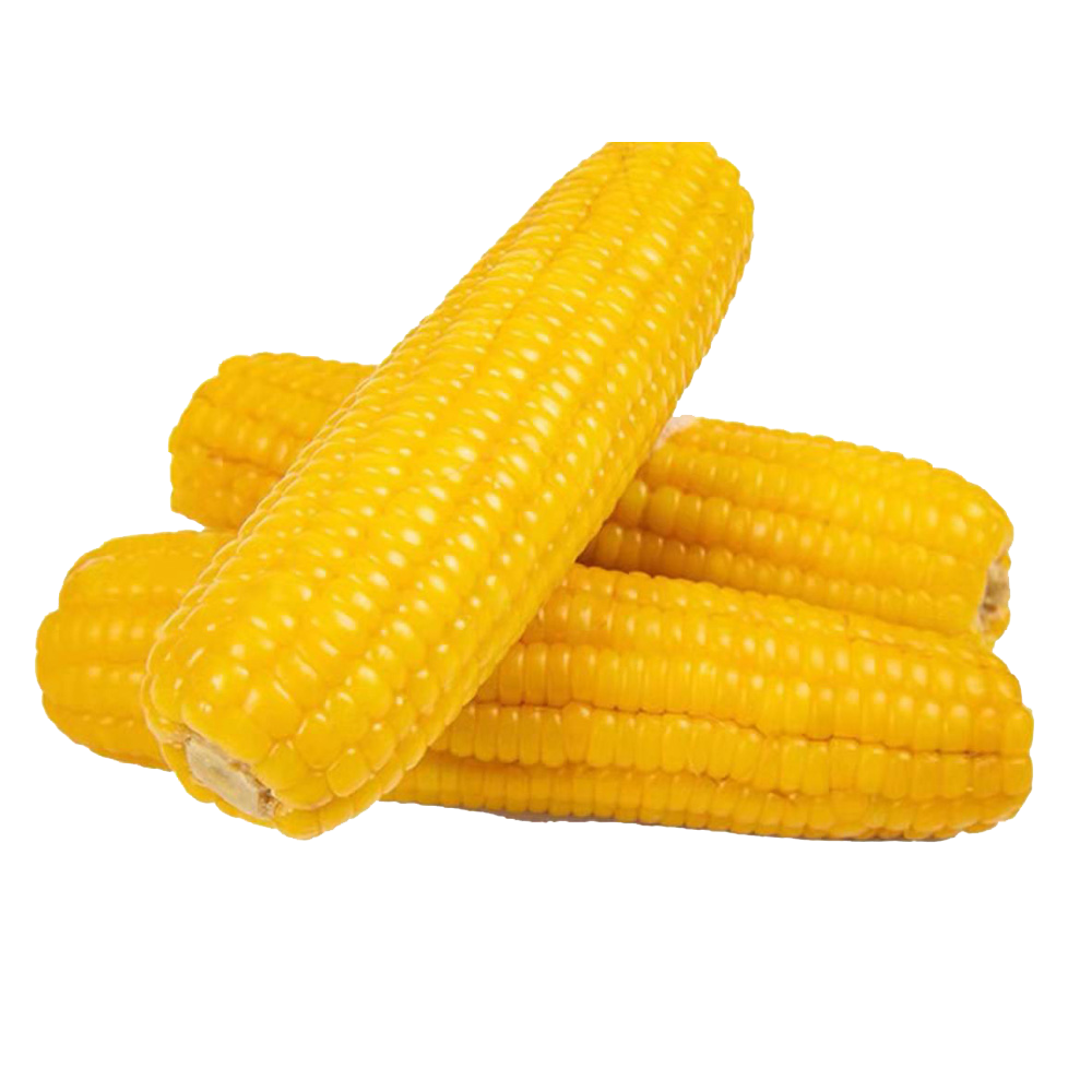 玉米.png.png